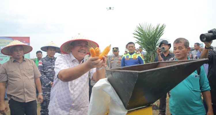 Panen Raya Jagung Polres Asahan: Bukti Nyata Sinergi untuk Swasembada Pangan