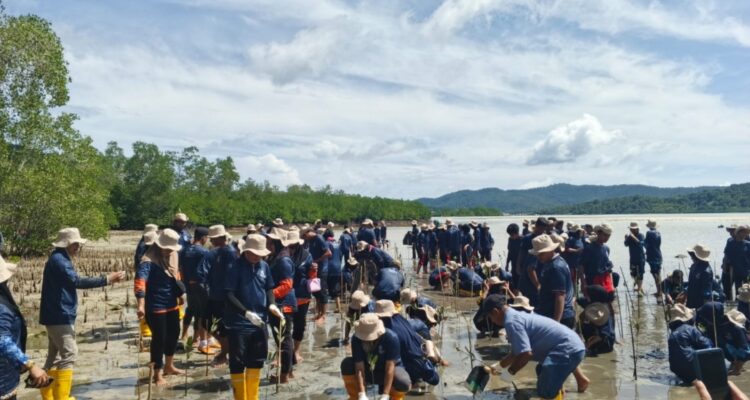 Hijaukan Pesisir, Tanam Harapan di Anambas