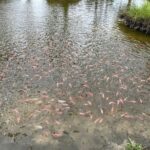 Menebar Harapan dari Kolam Lanud RSA Natuna